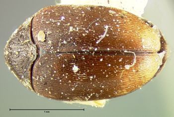 Media type: image;   Entomology 32888 Aspect: habitus dorsal view